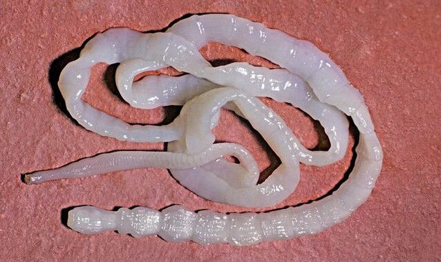 Bovine tapeworm from humans