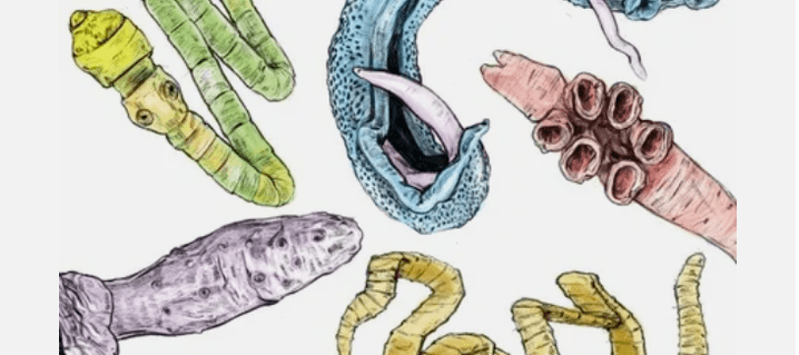 Parasites in the human body
