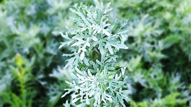 How to take mugwort to repel parasites