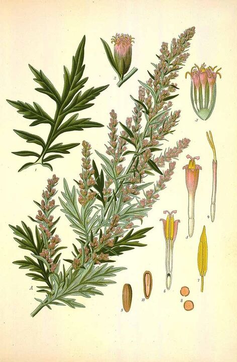 Wormwood purifies parasites
