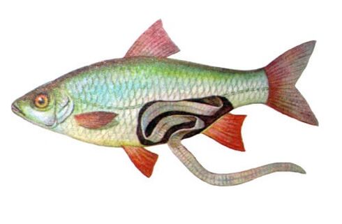 Fish responsible for parasitic infections in humans