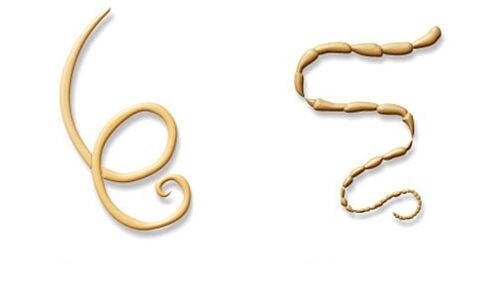 Human Parasites Roundworms and Tapeworms