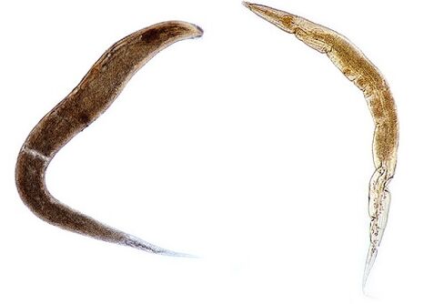 human parasite pinworm