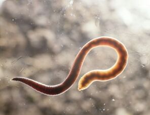 human helminth parasite