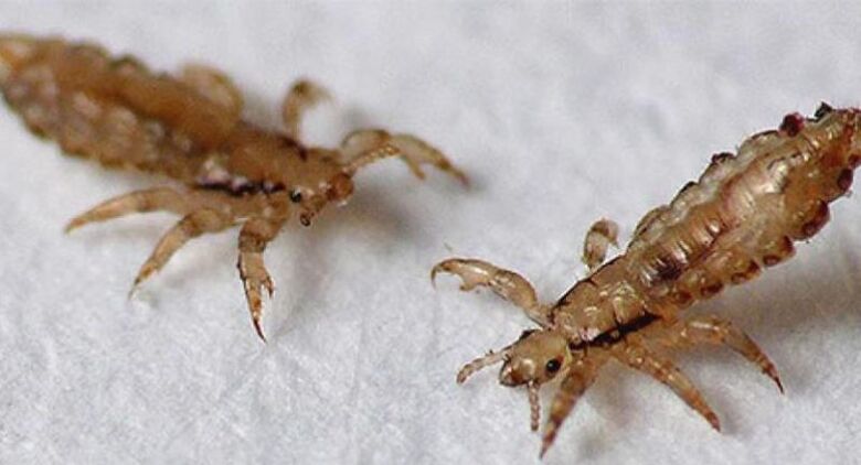 Head lice are the external parasites that cause head lice.