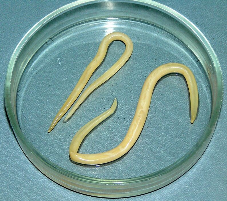 Roundworms that attack the human digestive system, lungs and heart